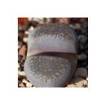 Dashing Look Lithops Comptonii Sukulent Tohumu TH-dshnglookthm026