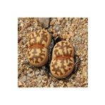 Dashing Look Lithops Dorotheae Sukulent Tohumu TH-dshnglookthm010