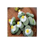 Dashing Look Lithops Fulviceps ‘aurea’ Sukulent Tohumu TH-9154684654788