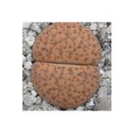Dashing Look Lithops Fulviceps ‘lydiae’ Sukulent Tohumu TH-9154684654789