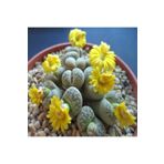 Dashing Look Lithops Gesinae Sukulent Tohumu TH-9154684654791