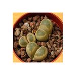 Dashing Look Lithops Geyeri Sukulent Tohumu TH-9154684654792