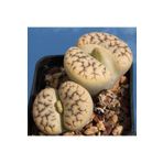 Dashing Look Lithops Gracilidelineata Sukulent Tohumu TH-9154684654793