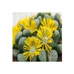 Dashing Look Lithops Helmutii Sukulent Tohumu TH-dshnglookthm036