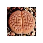 Dashing Look Lithops Hookeri V. Lutea Sukulent Tohumu TH-9154684654799