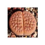 Dashing Look Lithops Hookeri V. Lutea Sukulent Tohumu TH-dshnglookthm065