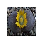 Dashing Look Lithops Hookeri V Marginata Sukulent Tohumu TH-9154684654797