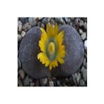 Dashing Look Lithops Hookeri V Marginata Sukulent Tohumu TH-dshnglookthm054