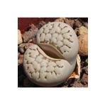 Dashing Look Lithops Julii (chrysocephala) Sukulent Tohumu TH-dshnglookthm027