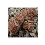 Dashing Look Lithops Julii ‘harlequin’ Sukulent Tohumu TH-dshnglookthm057