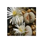 Dashing Look Lithops Julii ‘hot Lips’ Sukulent Tohumu TH-dshnglookthm003