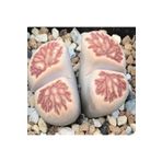 Dashing Look Lithops Julii ‘kikushogiyoku’ Sukulent Tohumu TH-dshnglookthm071