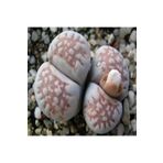 Dashing Look Lithops Julii (littlewoodii) Sukulent Tohumu TH-dshnglookthm037
