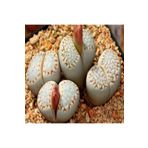Dashing Look Lithops Julii Ssp Fulleri Sukulent Tohumu TH-9154684654806
