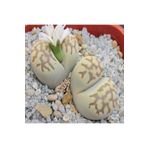 Dashing Look Lithops Julii Ssp Fulleri V Brunnea Sukulent Tohumu TH-9154684654805