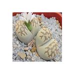 Dashing Look Lithops Julii Ssp Fulleri V Brunnea Sukulent Tohumu TH-9154684654805