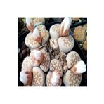 Dashing Look Lithops Julii Sukulent Tohumu TH-dshnglookthm022