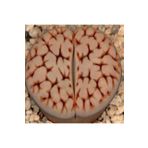 Dashing Look Lithops Karasmontana Jacobseniana Sukulent Tohumu TH-9154684654810
