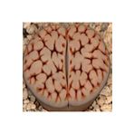 Dashing Look Lithops Karasmontana Jacobseniana Sukulent Tohumu TH-9154684654810