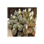 Dashing Look Lithops Karasmontana Ssp Bella Sukulent Tohumu TH-9154684654812