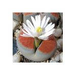 Dashing Look Lithops Karasmontana Sukulent Tohumu TH-dshnglookthm007