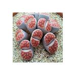 Dashing Look Lithops Karasmontana ‘sumitatum’ Sukulent Tohumu TH-9154684654808