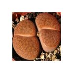 Dashing Look Lithops Lesliei Sukulent Tohumu TH-9154684654817