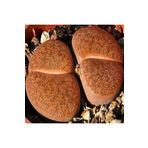 Dashing Look Lithops Lesliei Sukulent Tohumu TH-9154684654817