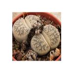 Dashing Look Lithops Lesliei V Burchellii Sukulent Tohumu TH-dshnglookthm002