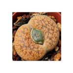 Dashing Look Lithops Lesliei V Hornii Sukulent Tohumu TH-9154684654816