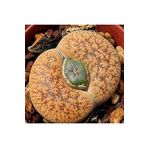Dashing Look Lithops Lesliei V Hornii Sukulent Tohumu TH-dshnglookthm074