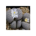 Dashing Look Lithops Marmorata Sukulent Tohumu TH-9154684654818