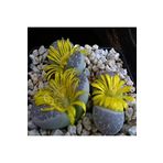 Dashing Look Lithops Naureeniae Sukulent Tohumu TH-dshnglookthm013