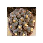 Dashing Look Lithops Olivaceae V. Nebrownii Sukulent Tohumu TH-9154684654820