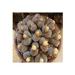 Dashing Look Lithops Olivaceae V. Nebrownii Sukulent Tohumu TH-dshnglookthm028