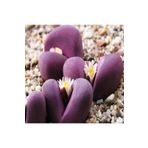 Dashing Look Lithops Optica Cv Rubra Sukulent Tohumu TH-9154684654821