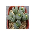 Dashing Look Lithops Otzeniana ‘green Attempts’ Sukulent Tohumu TH-9154684654822