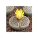 Dashing Look Lithops Pseudotruncatella Sukulent Tohumu TH-9154684654823