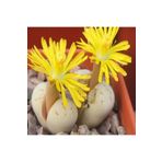 Dashing Look Lithops Ruschiorum Sukulent Tohumu TH-9154684654824