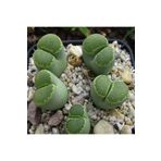 Dashing Look Lithops Salicola ‘malachite’ Sukulent Tohumu TH-dshnglookthm068