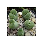 Dashing Look Lithops Salicola ‘malachite’ Sukulent Tohumu TH-dshnglookthm068