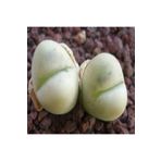 Dashing Look Lithops Steineckeana Sukulent Tohumu TH-dshnglookthm034
