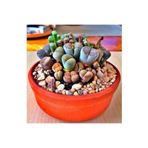 Dashing Look Lithops Taş Çiçek Tohumu 15 Adet TH-2555022