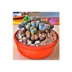 Dashing Look Lithops Taş Çiçek Tohumu 15 Adet TH-2555022
