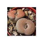 Dashing Look Lithops Terricolor ‘peersii’ Sukulent Tohumu TH-9154684654827