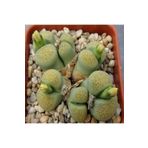 Dashing Look Lithops Terricolor ‘speckled Gold’ Sukulent Tohumu TH-dshnglookthm015