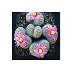 Dashing Look Lithops Verruculosa ‘rose Of Texas’ Sukulent Tohumu TH-9154684654830