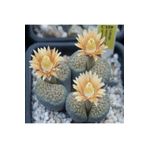 Dashing Look Lithops Verruculosa Sukulent Tohumu TH-9154684654832