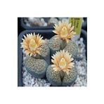 Dashing Look Lithops Verruculosa Sukulent Tohumu TH-dshnglookthm019