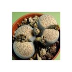 Dashing Look Lithops Verruculosa V. Glabra Sukulent Tohumu TH-9154684654831